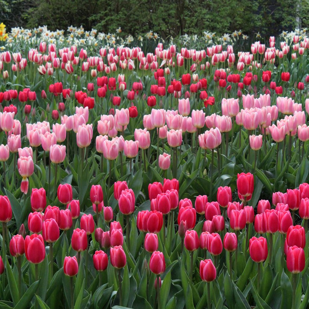 Tulipa Darwin Cherry Delight - Darwintulp