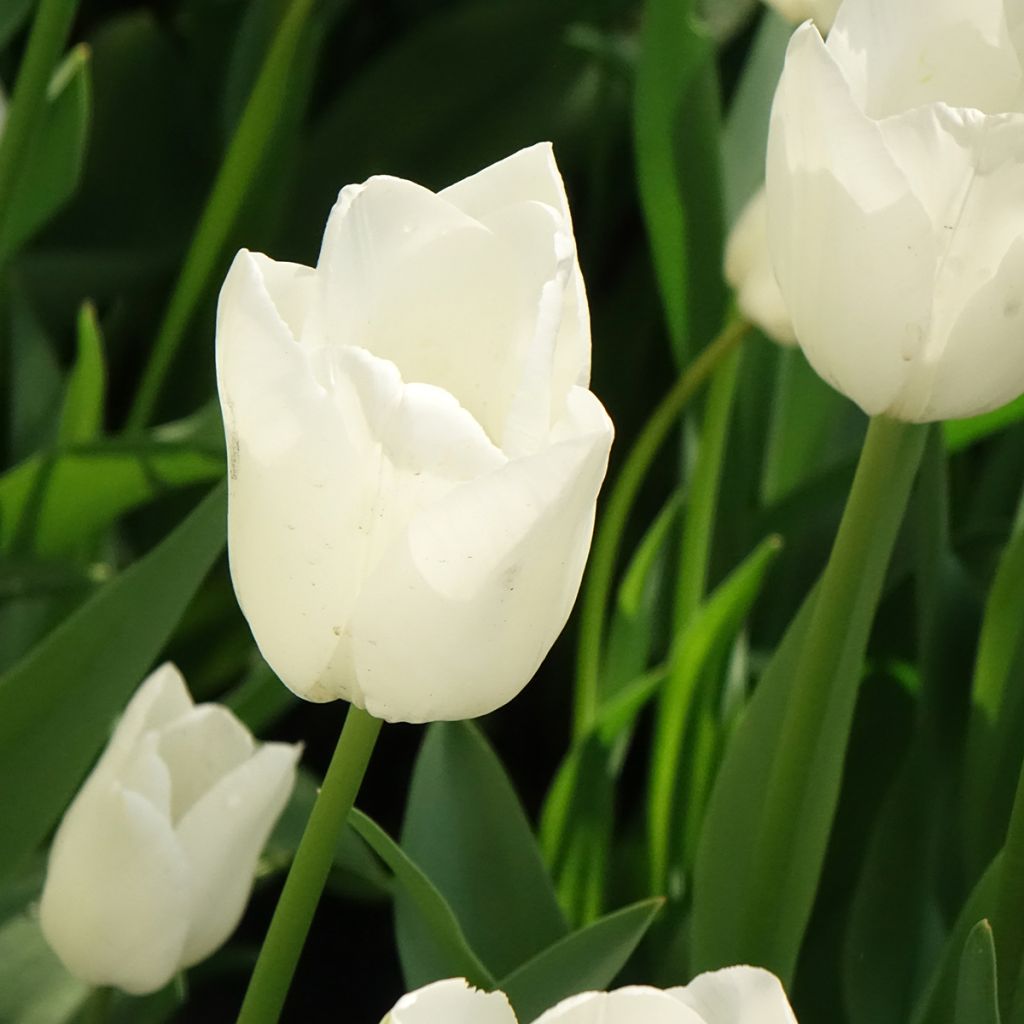 Tulipa Darwin Hakuun - Darwintulp