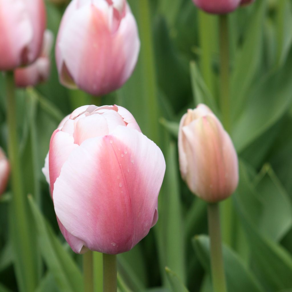 Tulipa Darwin Ollioules - Darwintulp