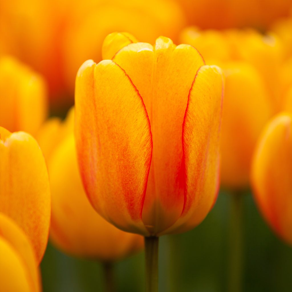 Tulipa Darwin Orange Lion - Darwintulp