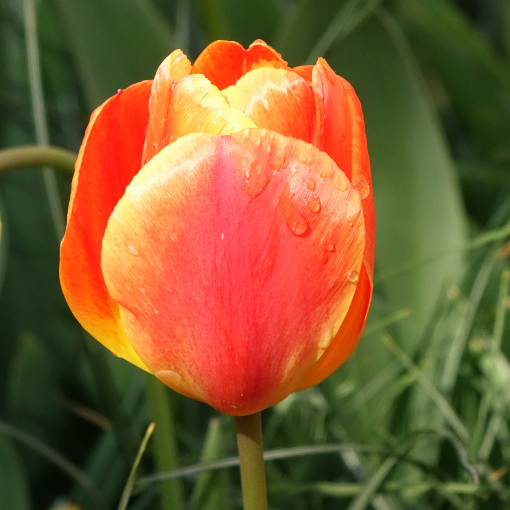 Tulipa Darwin Orange Lion - Darwintulp