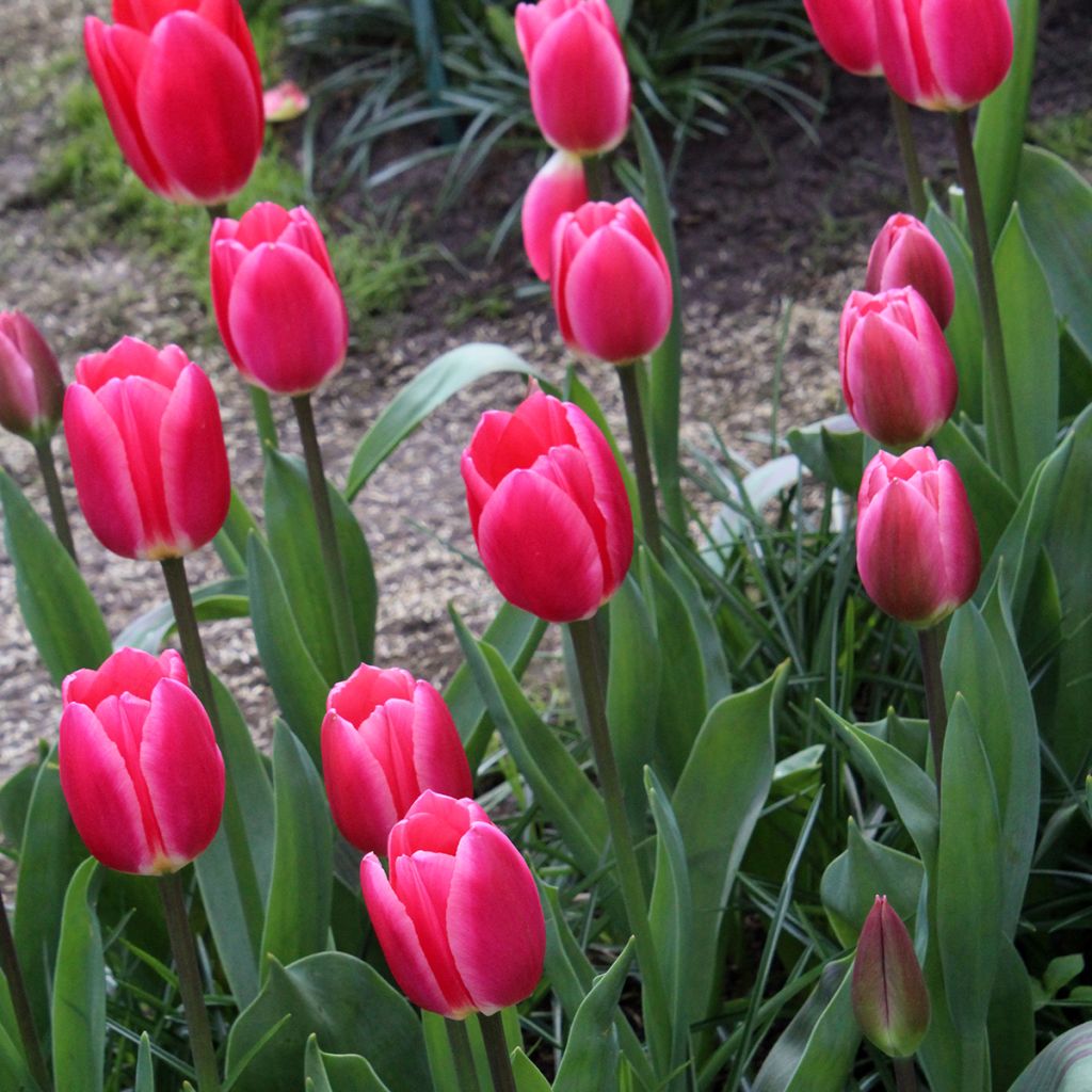Tulipa Darwin Rosy Delight - Darwintulp