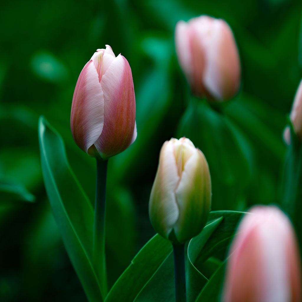 Tulipa Royal Pride - Darwintulp