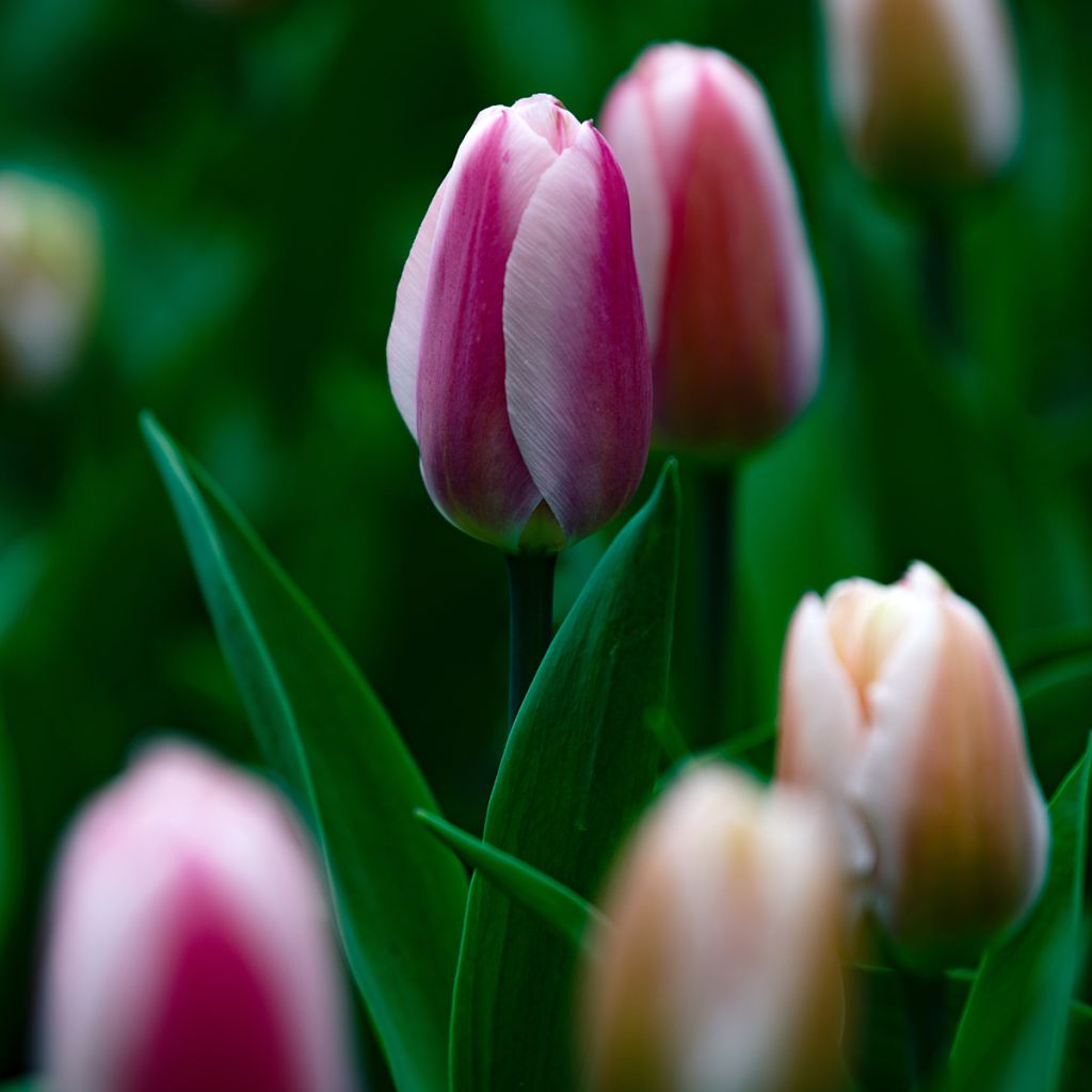 Tulipa Royal Pride - Darwintulp