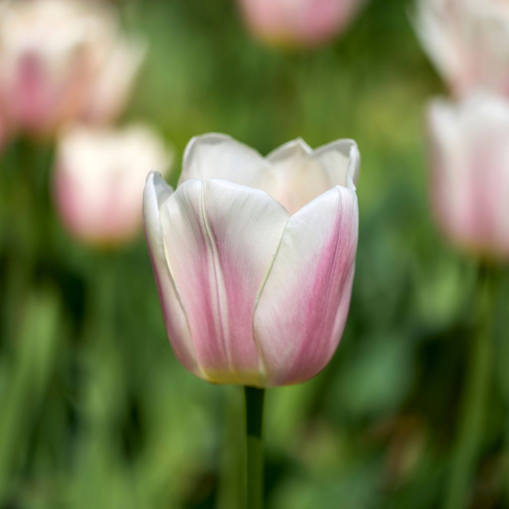 Tulipa Royal Pride - Darwintulp