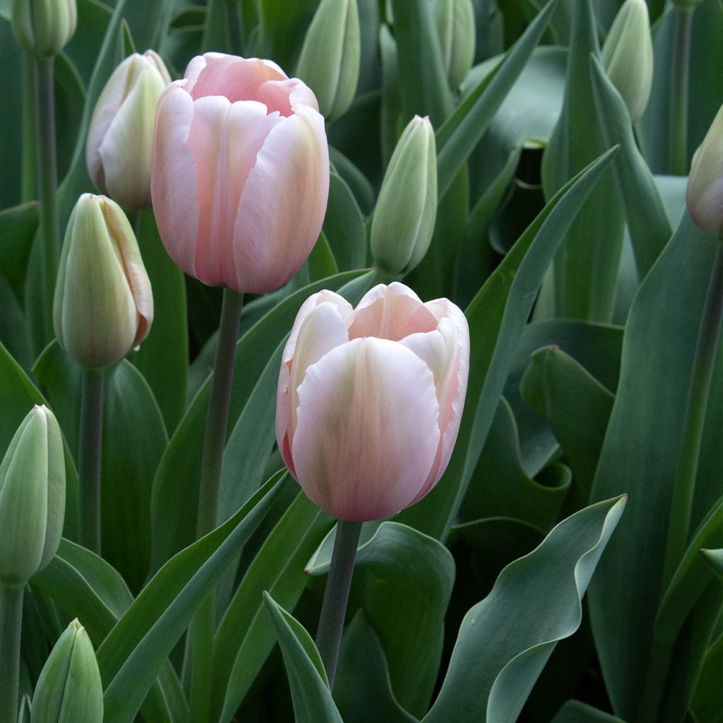 Tulipa Darwin Salmon Impression - Darwintulp