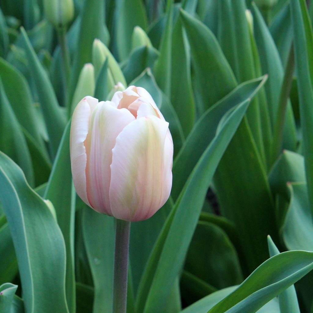 Tulipa Darwin Salmon Impression - Darwintulp