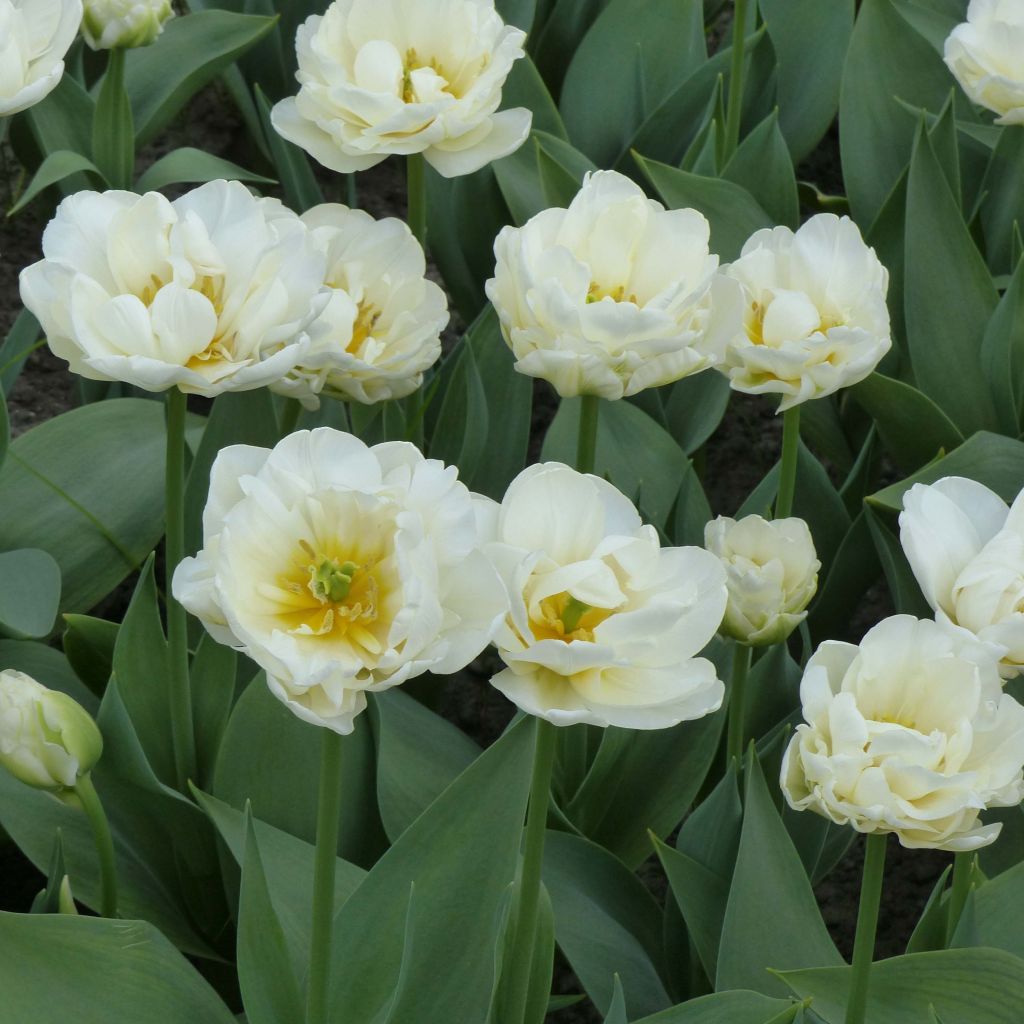 Tulipe Double Tardive Cool 