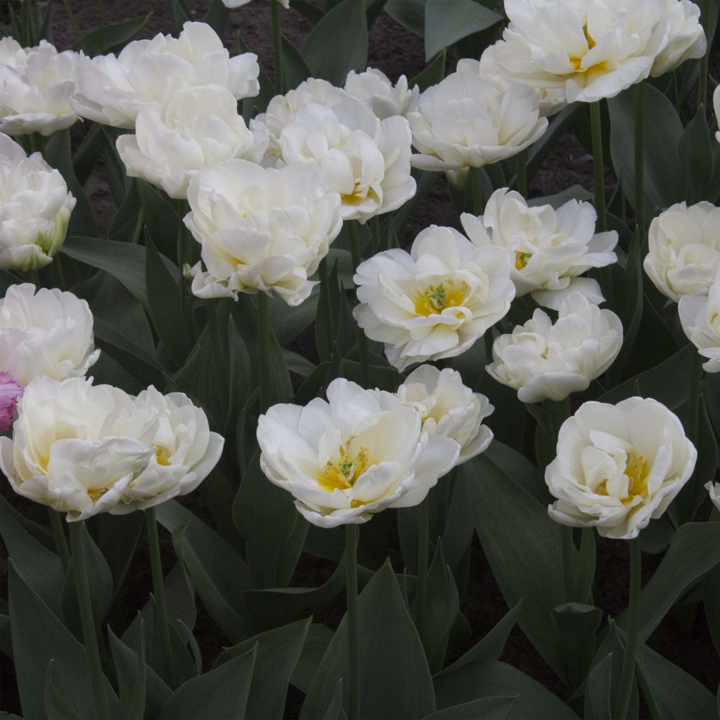 Tulipe Double Tardive Cool 