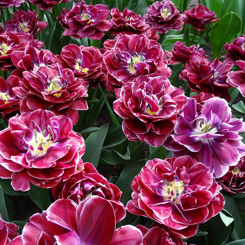 Tulipa Dream touch - Dubbele late tulp