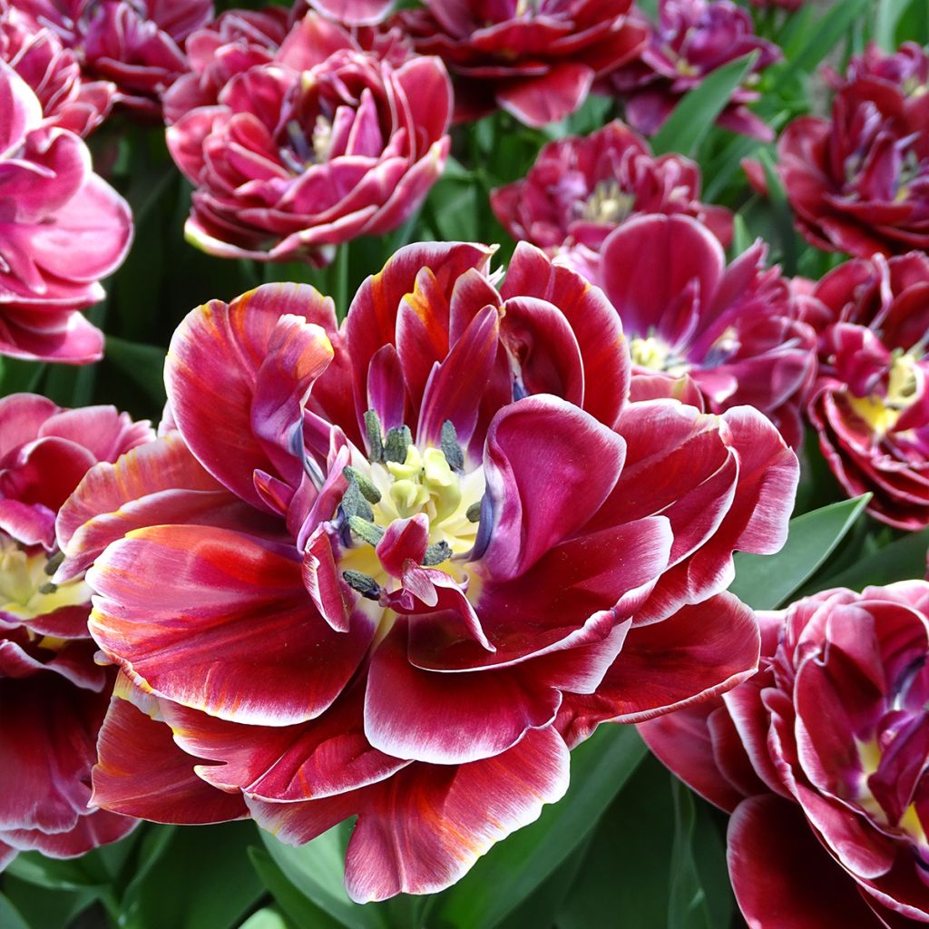 Tulipa Dream touch - Dubbele late tulp