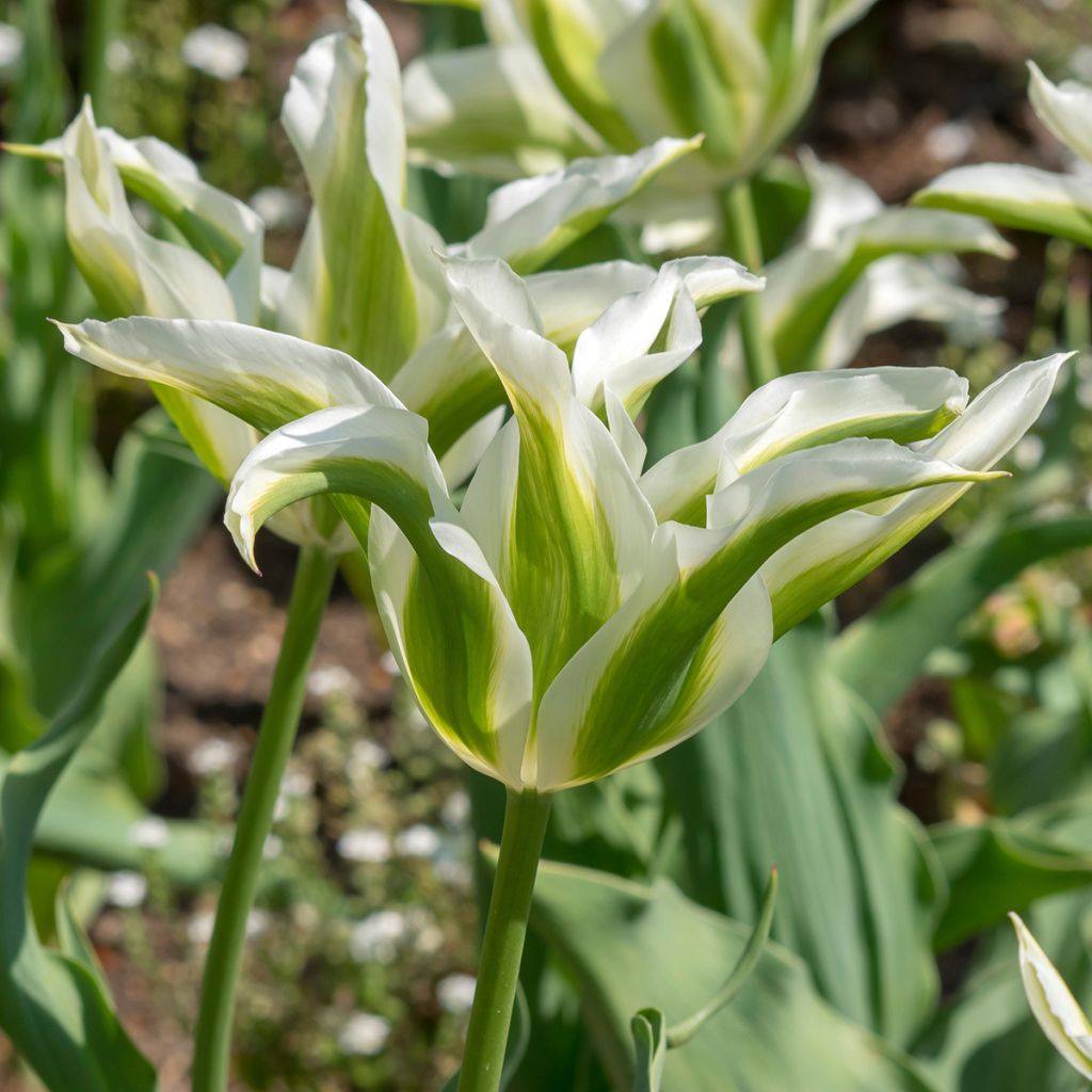 Tulipa Greenstar - Leliebloemige tulp