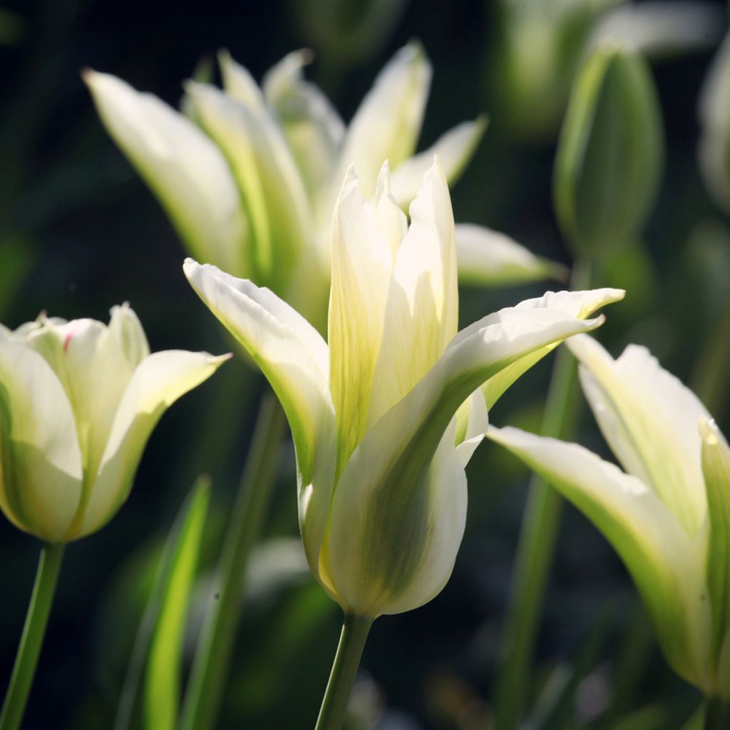 Tulipa Greenstar - Leliebloemige tulp