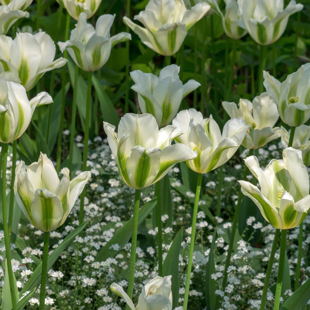 Tulipa Greenstar - Leliebloemige tulp