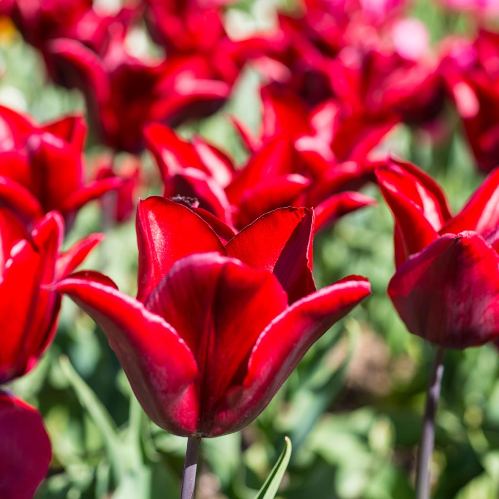 Tulipa Lasting Love - Leliebloemige tulp