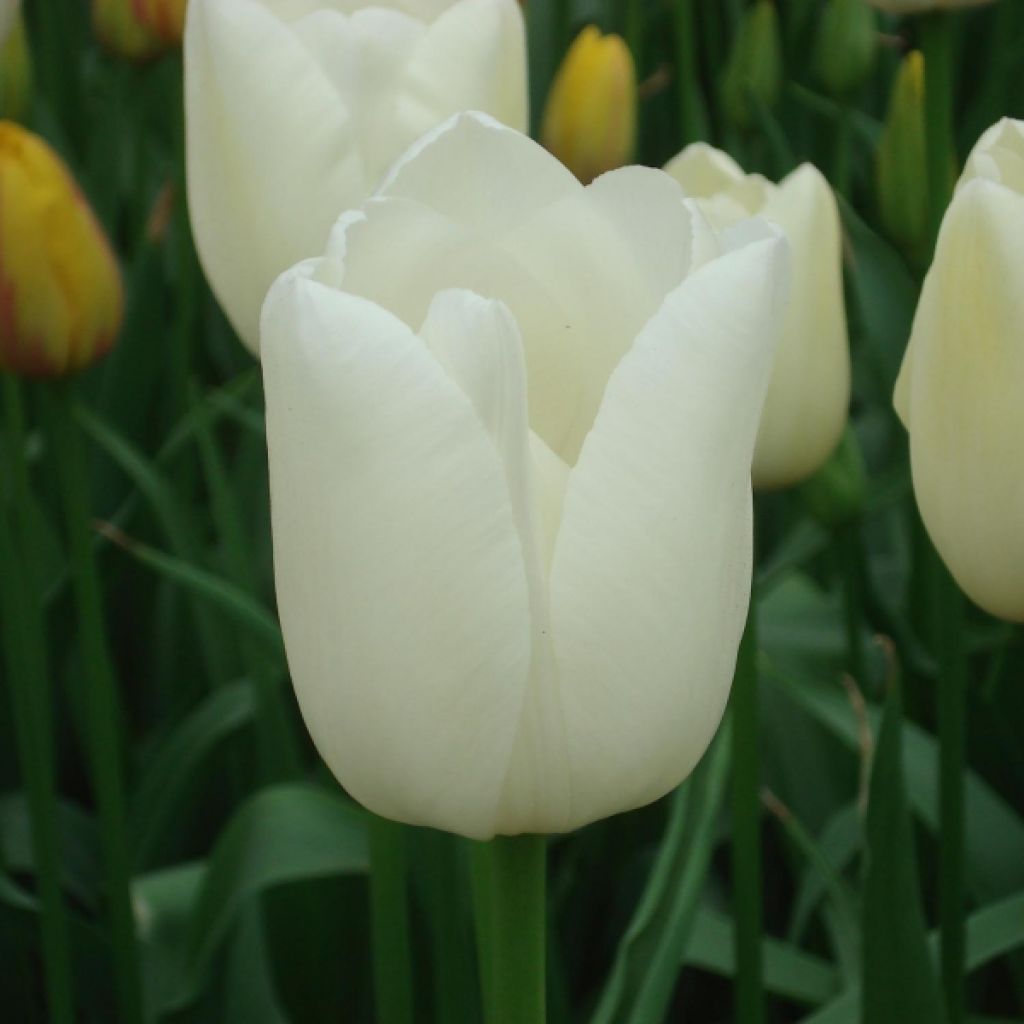 Tulipa Maureen - Laatbloeiende enkele tulp