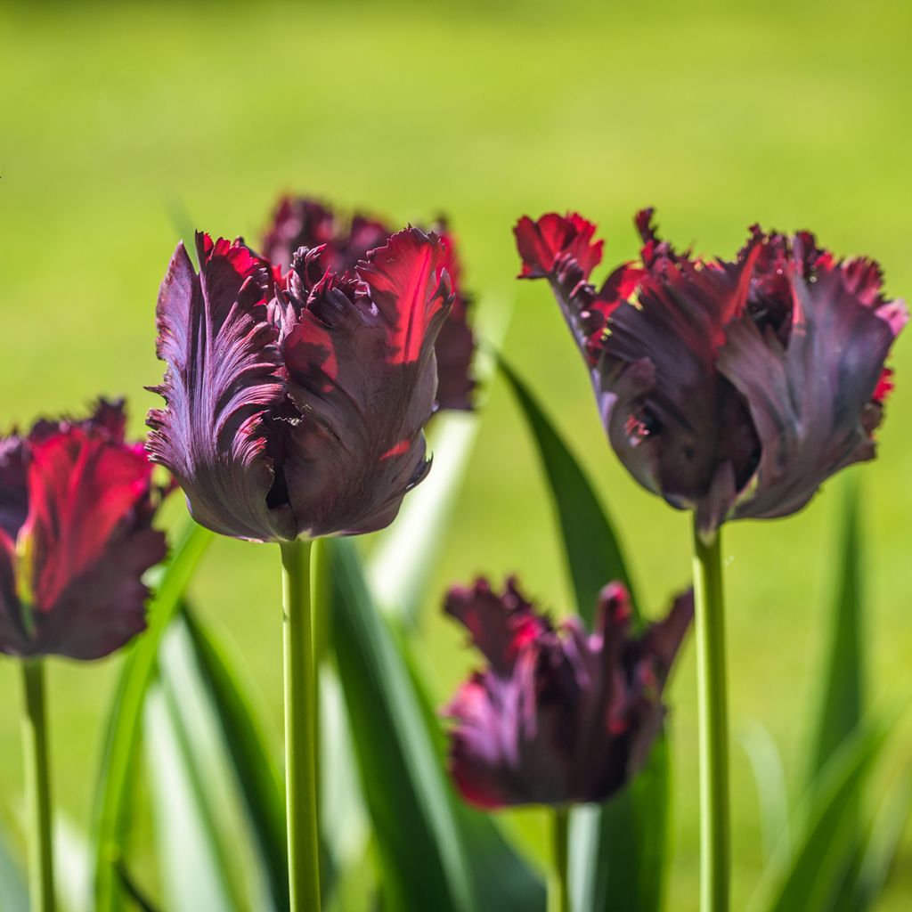 Tulipa Black Parrot - Papegaaitulp