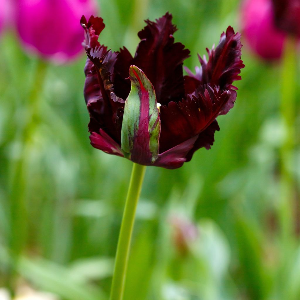 Tulipa Black Parrot - Papegaaitulp