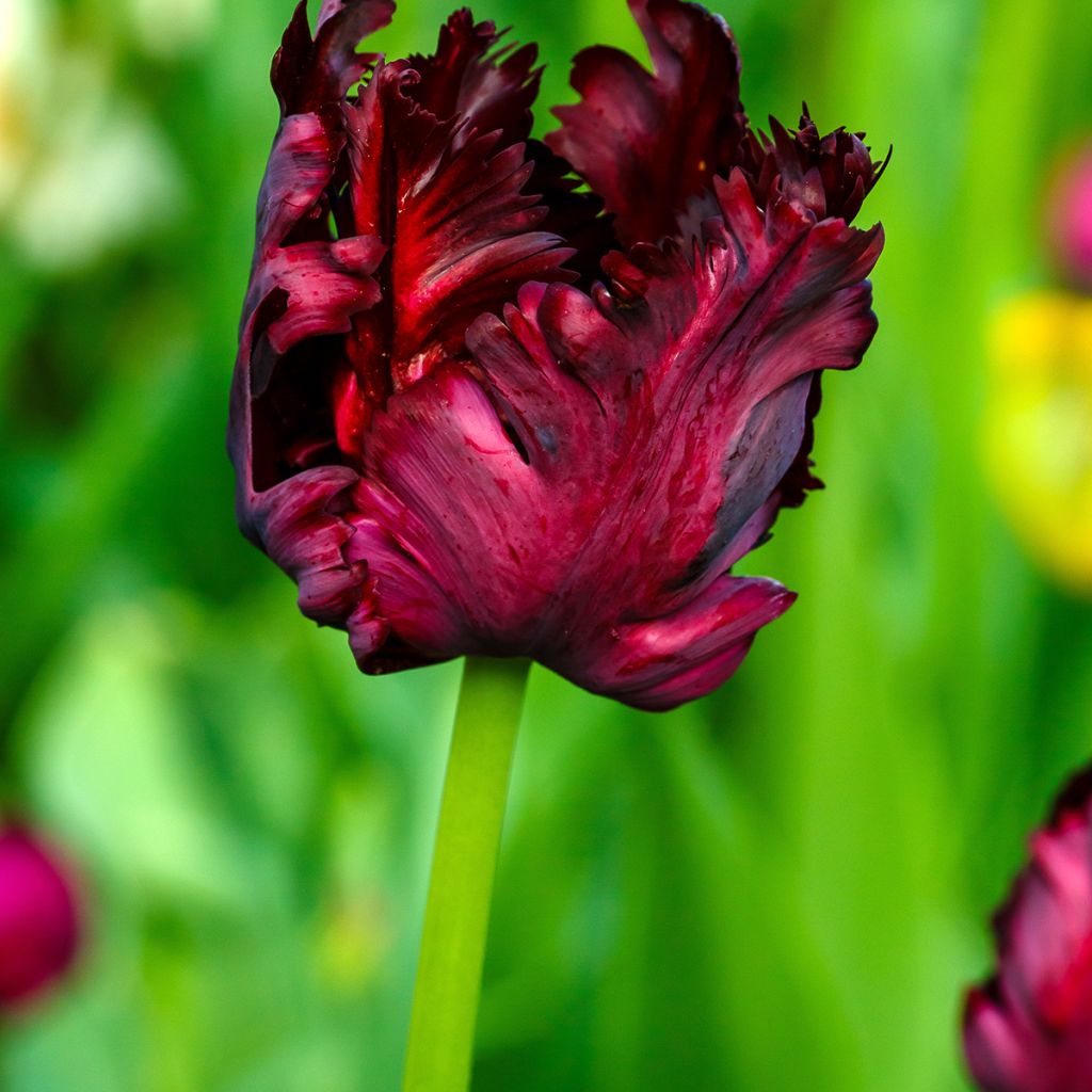 Tulipa Black Parrot - Papegaaitulp