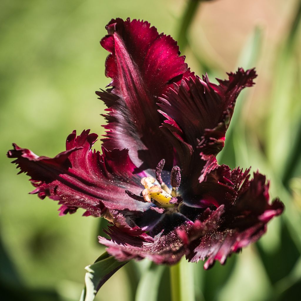 Tulipa Black Parrot - Papegaaitulp
