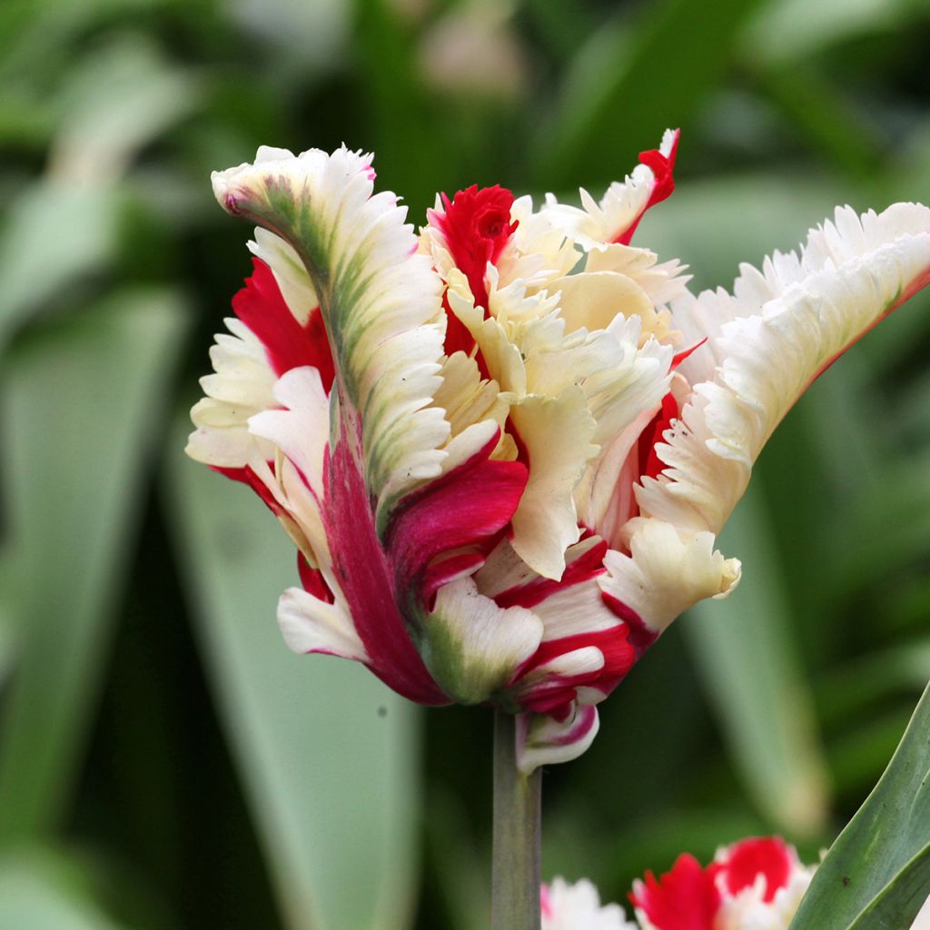 Tulipa Flaming Parrot - Papegaaitulp