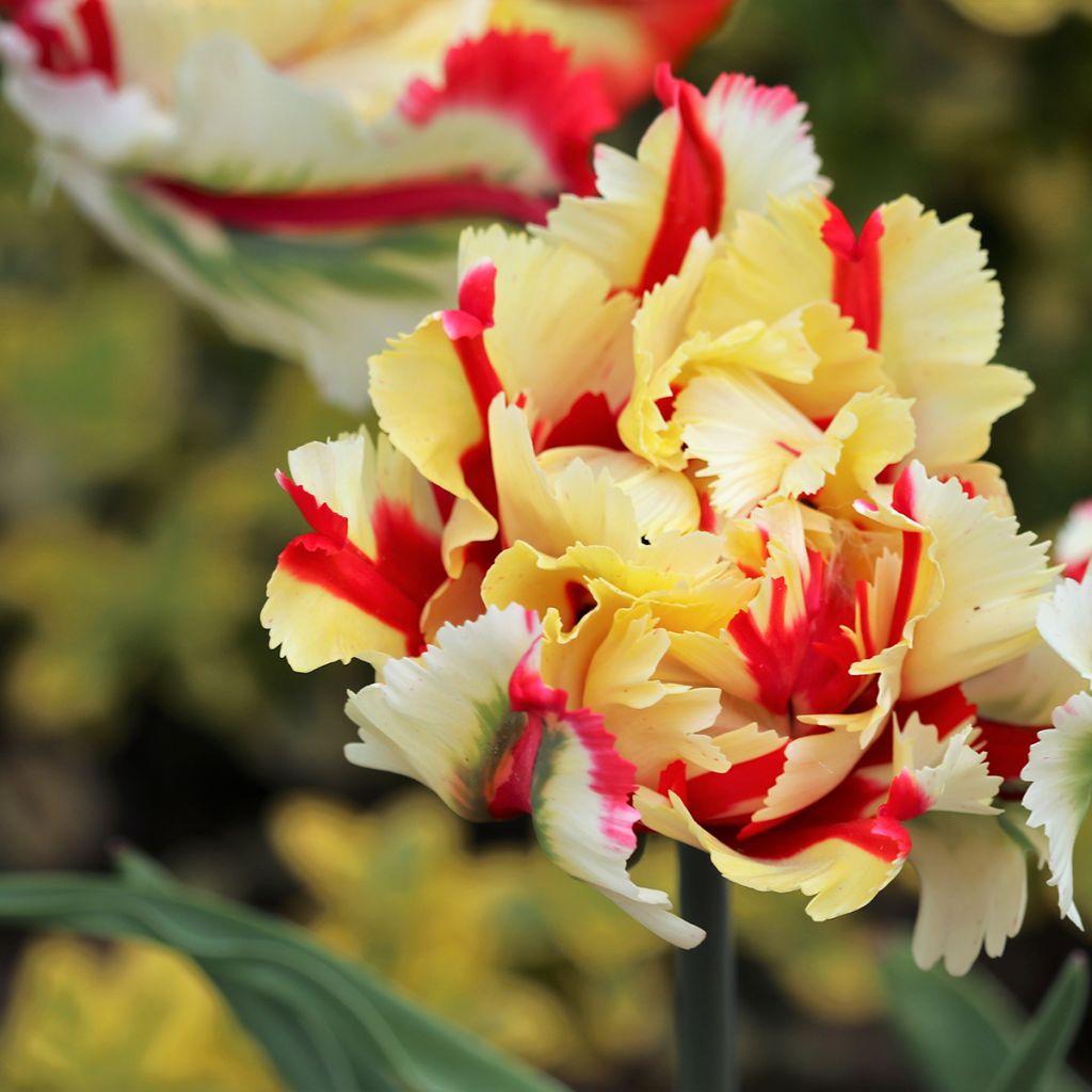 Tulipa Flaming Parrot - Papegaaitulp
