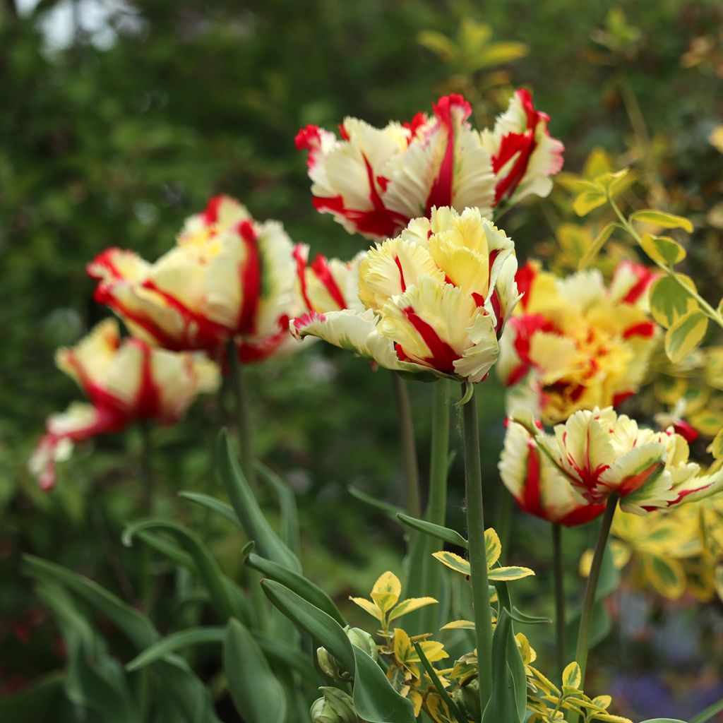 Tulipa Flaming Parrot - Papegaaitulp