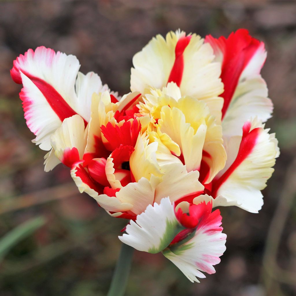 Tulipa Flaming Parrot - Papegaaitulp