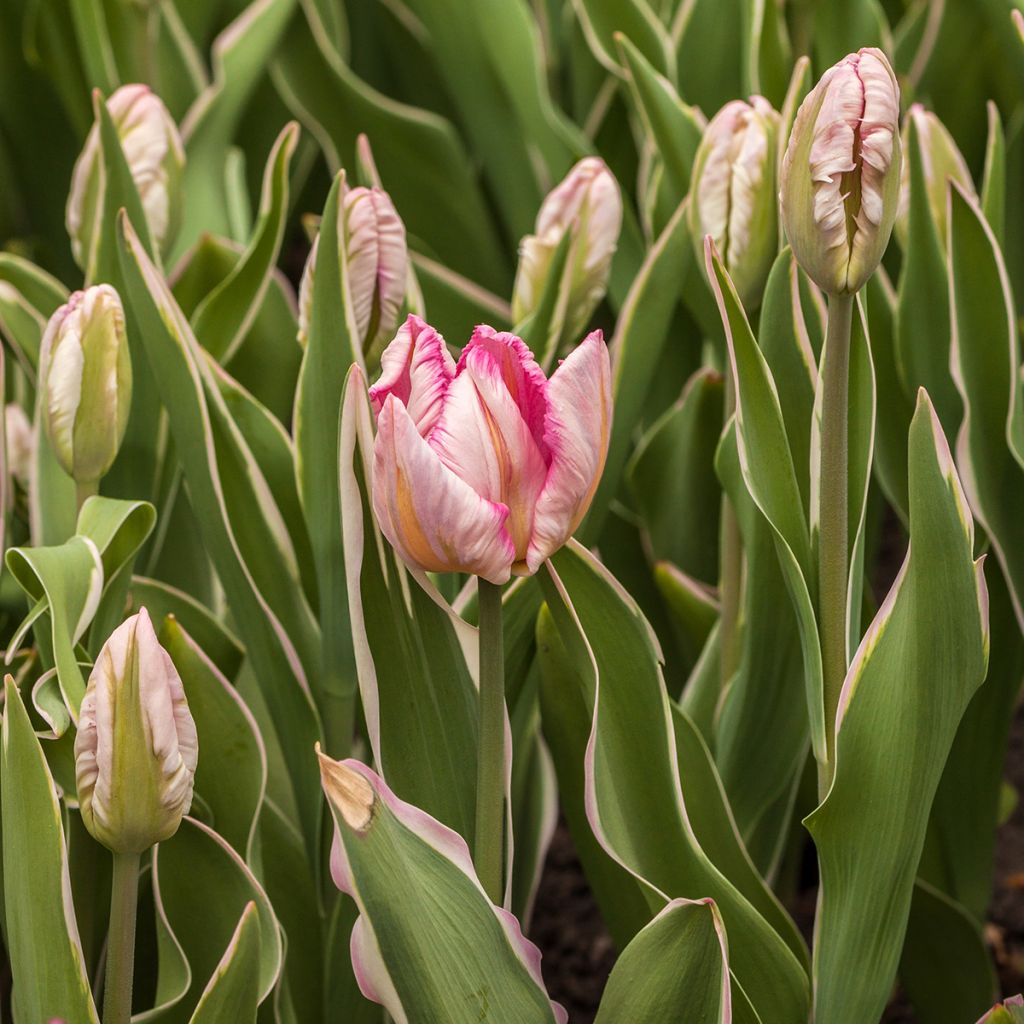 Tulipa Silver Parrot - Papegaaitulp