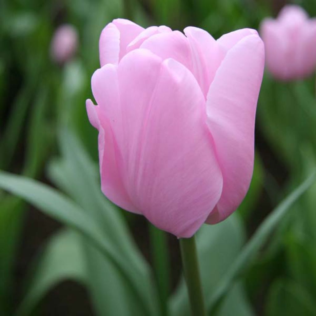 Tulipa Pink Diamond - Enkele late tulp