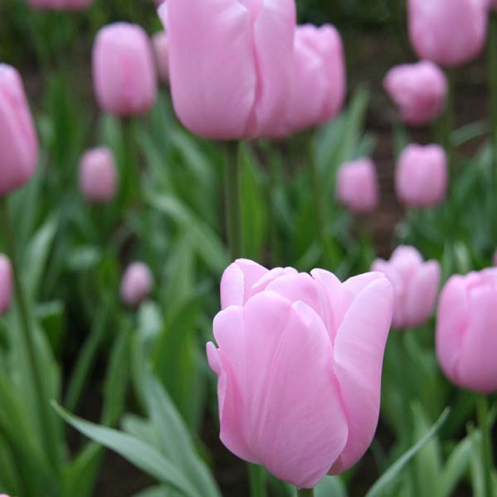 Tulipa Pink Diamond - Enkele late tulp