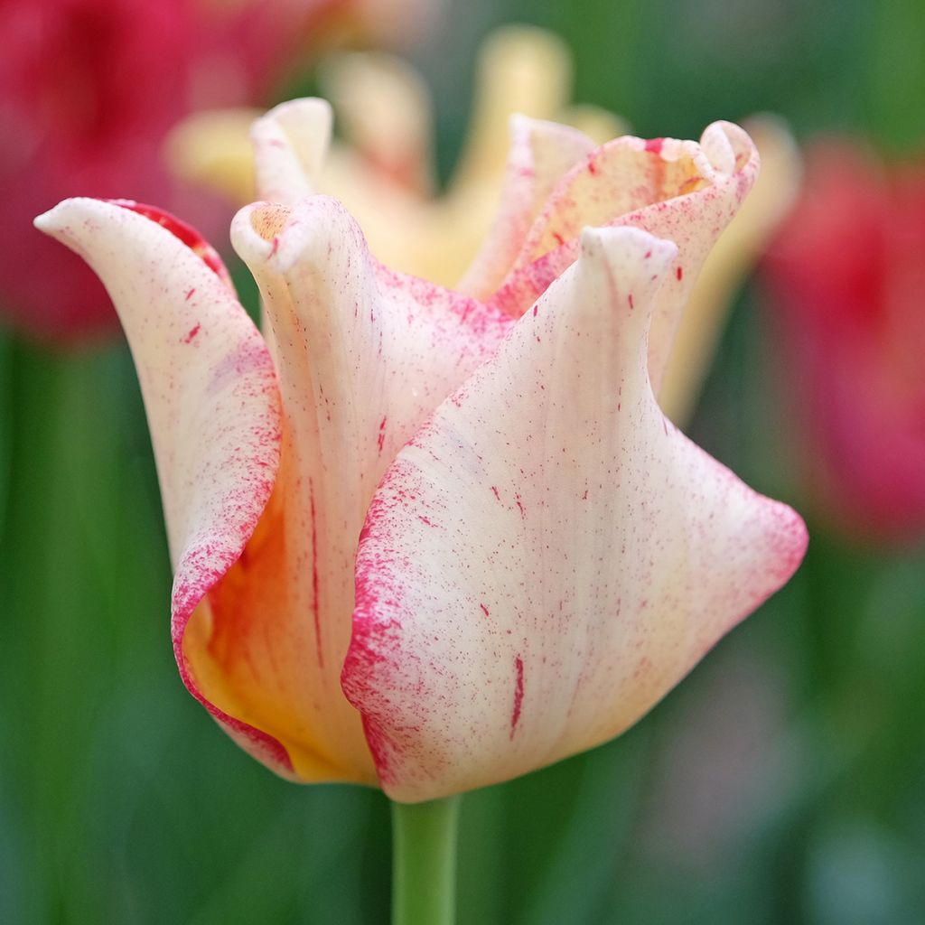 Tulipa Striped Crown - Triumphtulp