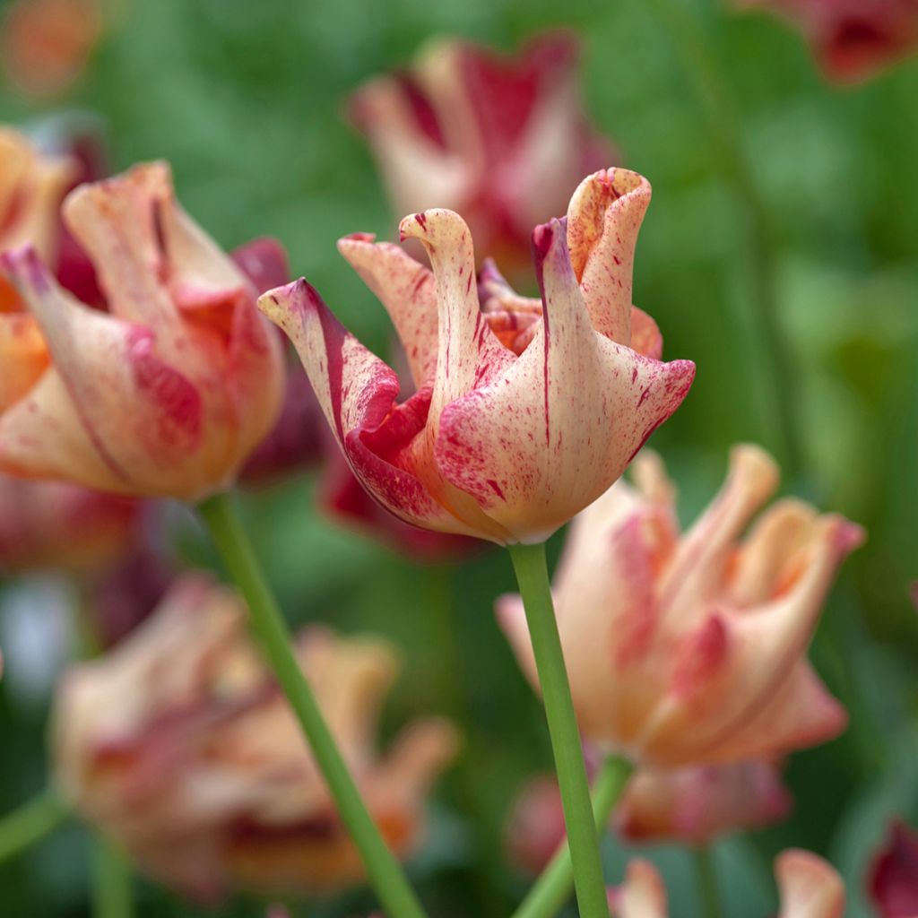 Tulipa Striped Crown - Triumphtulp