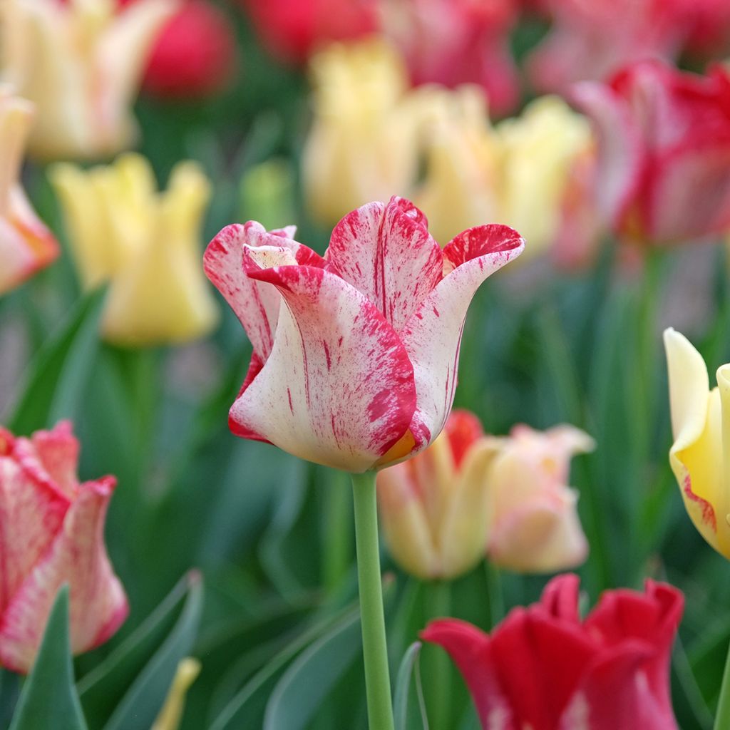 Tulipa Striped Crown - Triumphtulp