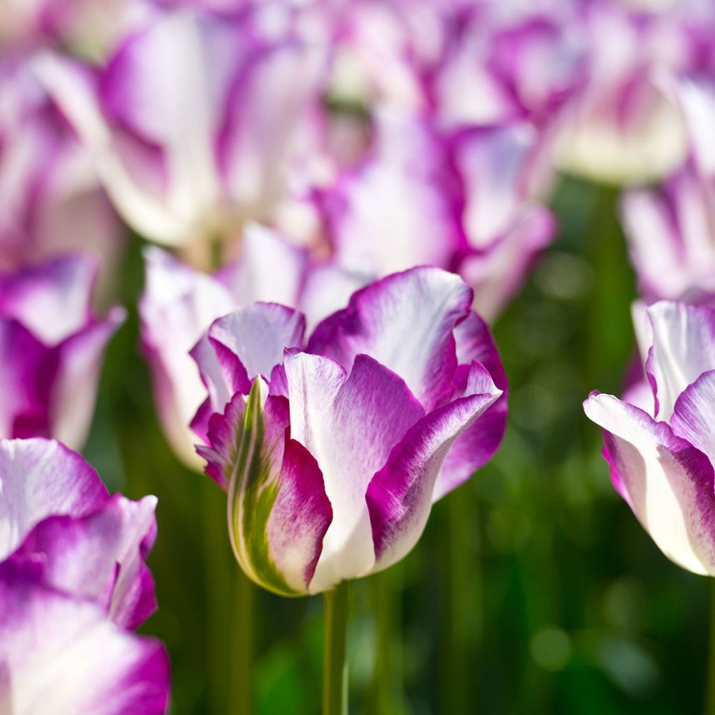 Tulipe Triumph Affaire - Triumphtulp