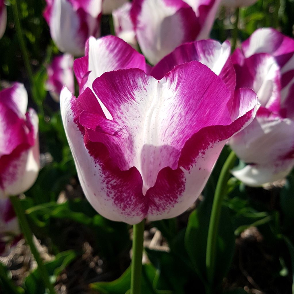 Tulipe Triumph Affaire - Triumphtulp