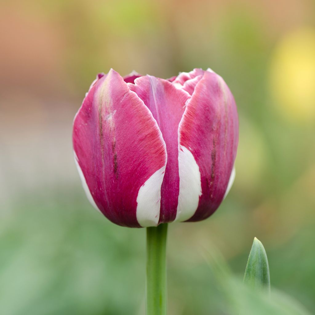 Tulipa Triumph Arabian Mistery- Triumphtulp