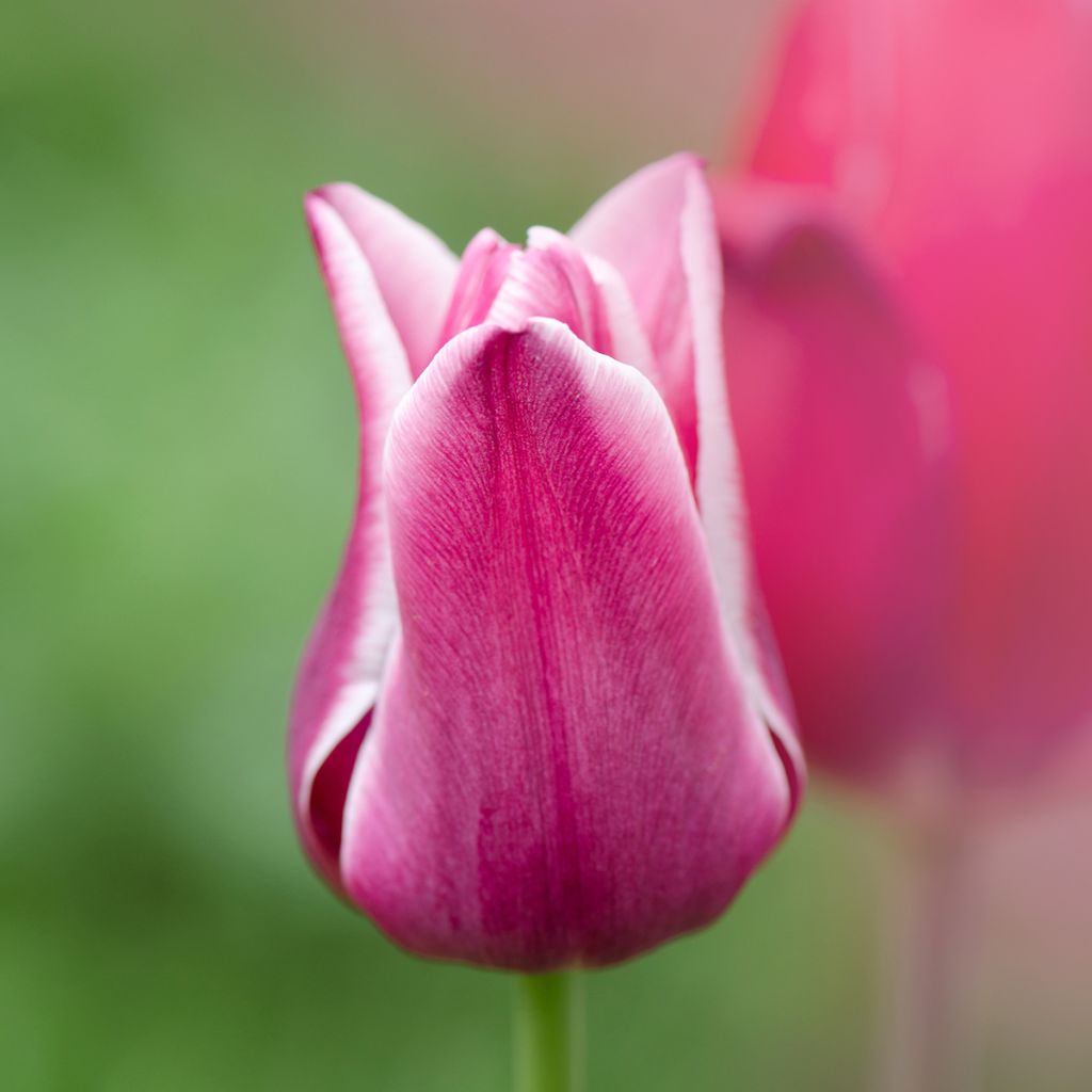 Tulipa Triumph Arabian Mistery- Triumphtulp