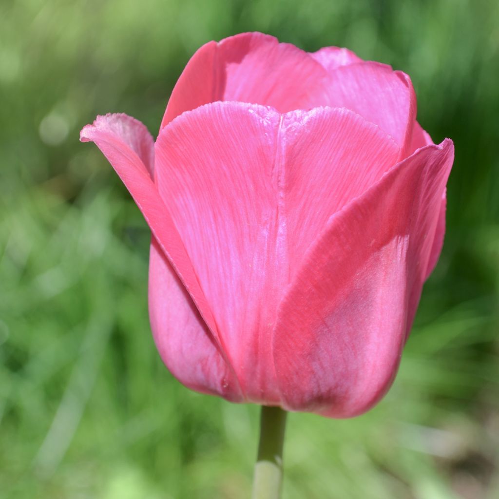 Tulipa Triumph Barcelona - Triumphtulp