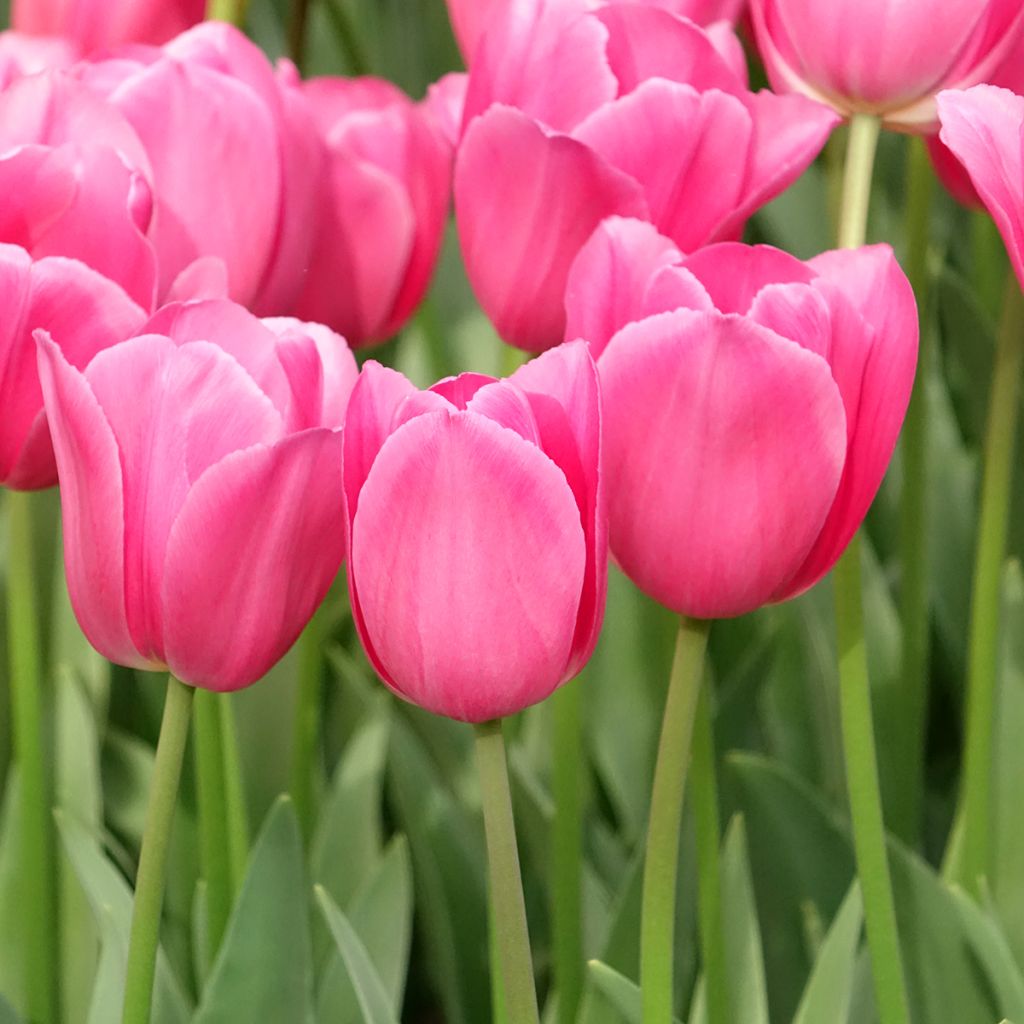 Tulipa Triumph Barcelona - Triumphtulp