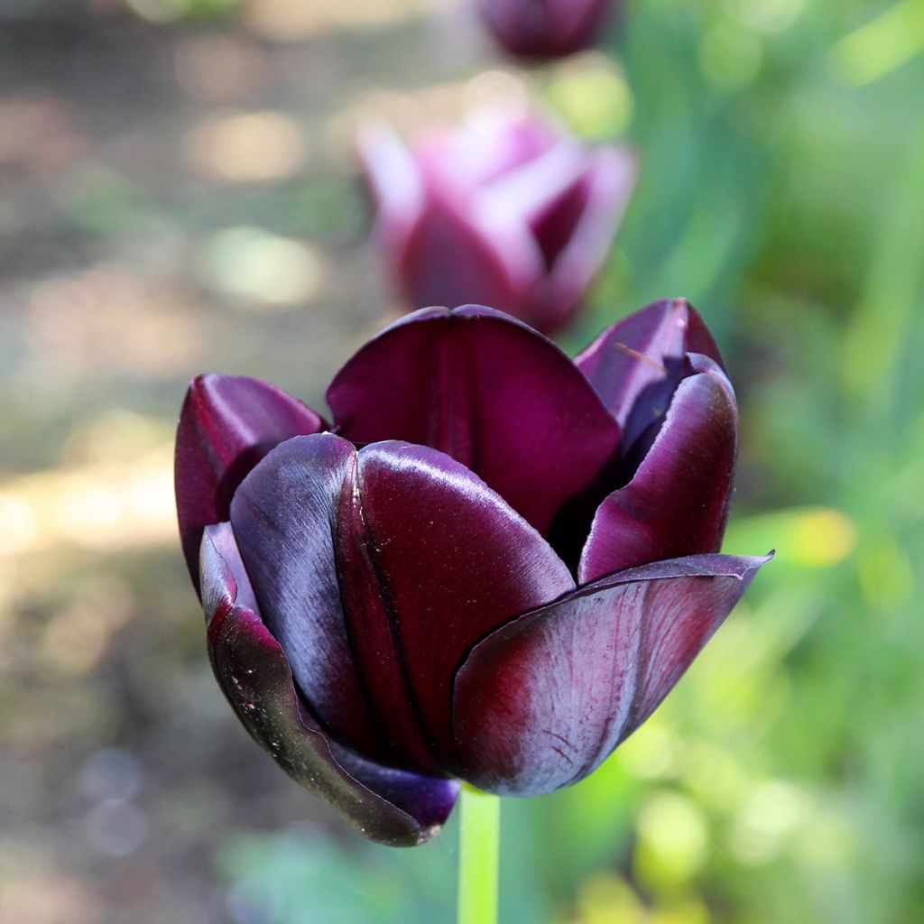Tulipa Triumph Black Jack - Triumphtulp