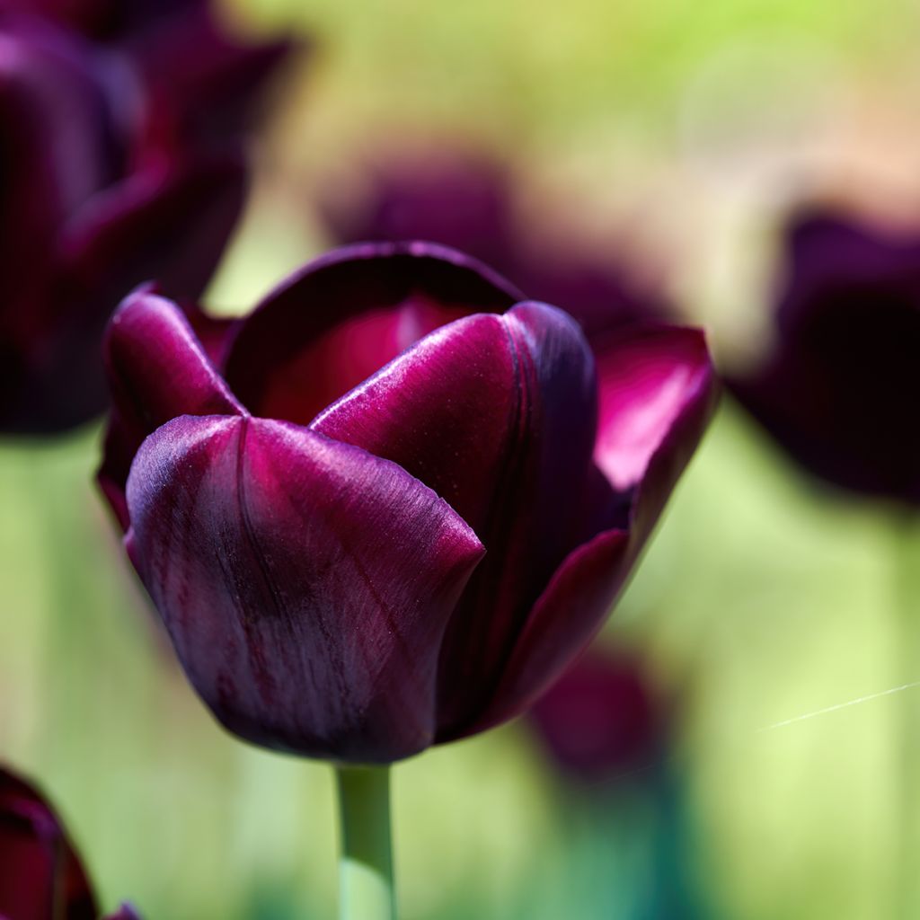 Tulipa Triumph Black Jack - Triumphtulp