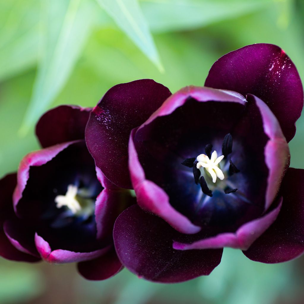 Tulipa Triumph Black Jack - Triumphtulp