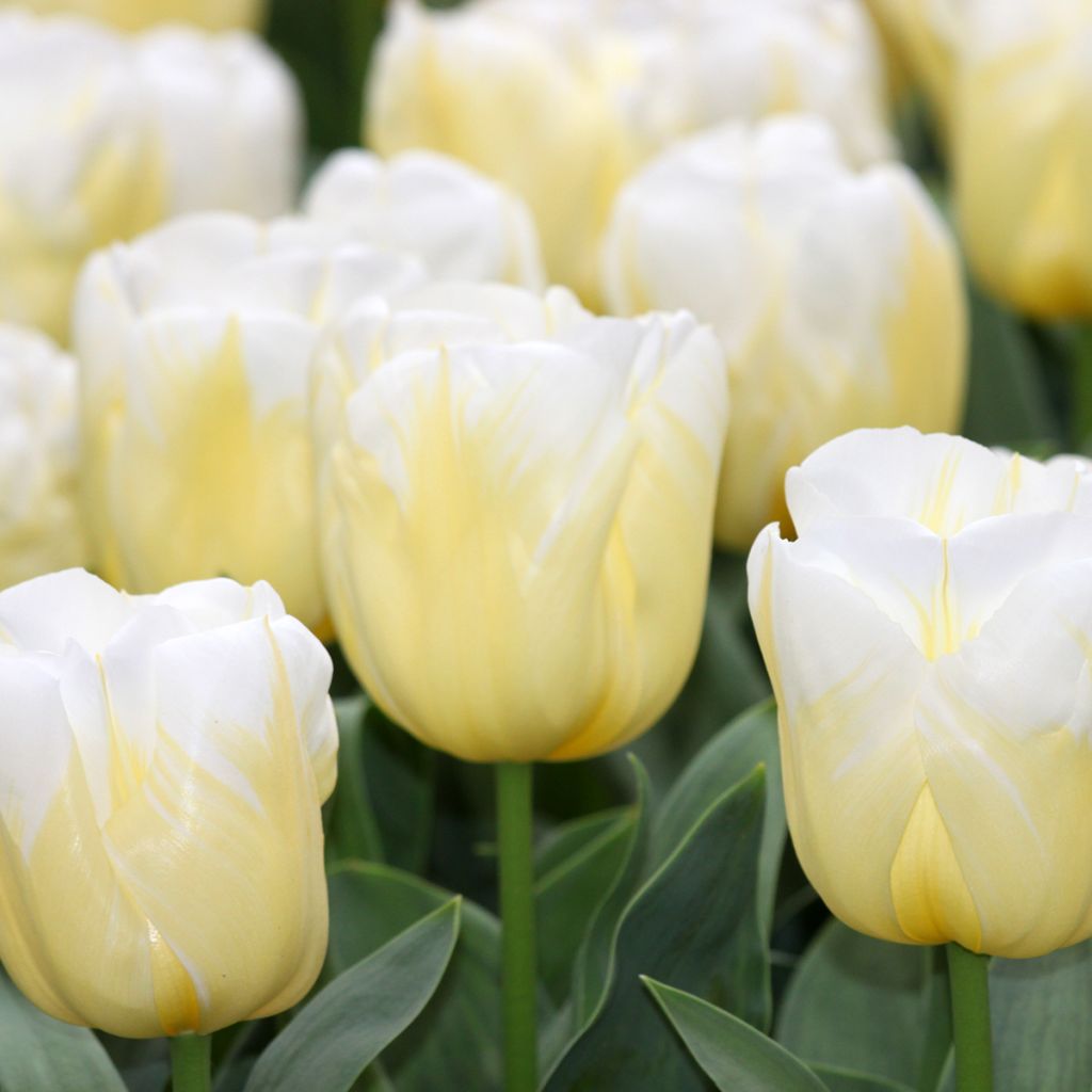 Tulipa Triumph Calgary Flames - Triumphtulp