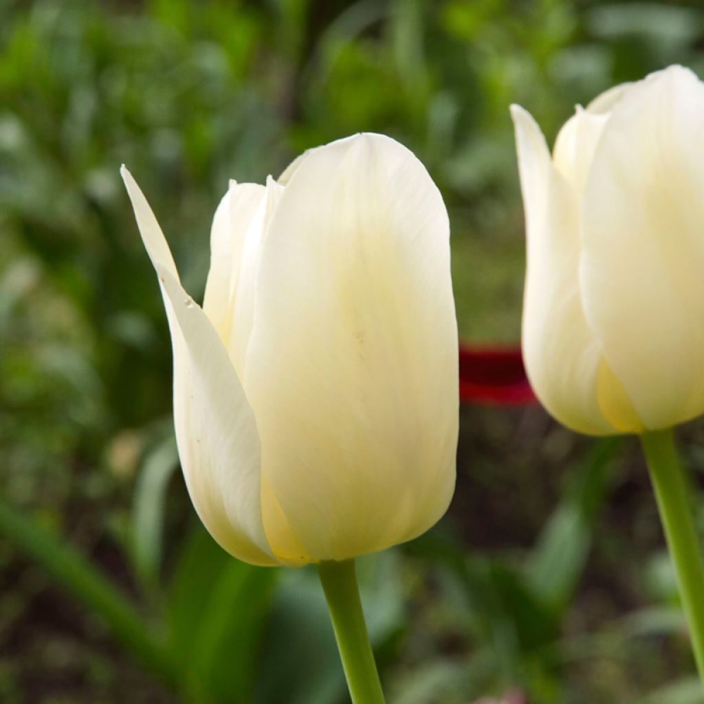 Tulipe Triumph Creme Flag - Triumphtulp