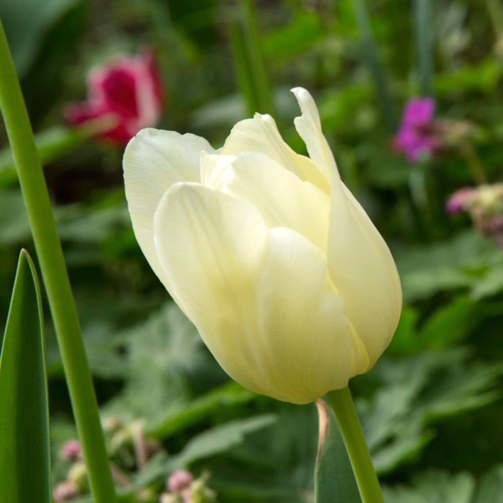 Tulipe Triumph Creme Flag - Triumphtulp