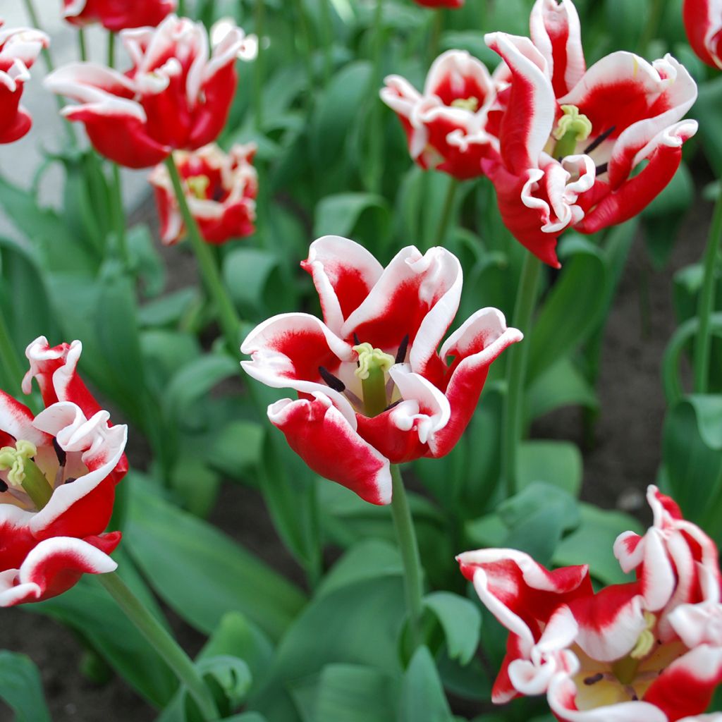 Tulipe Triumph Elegant Crown - Triumphtulp