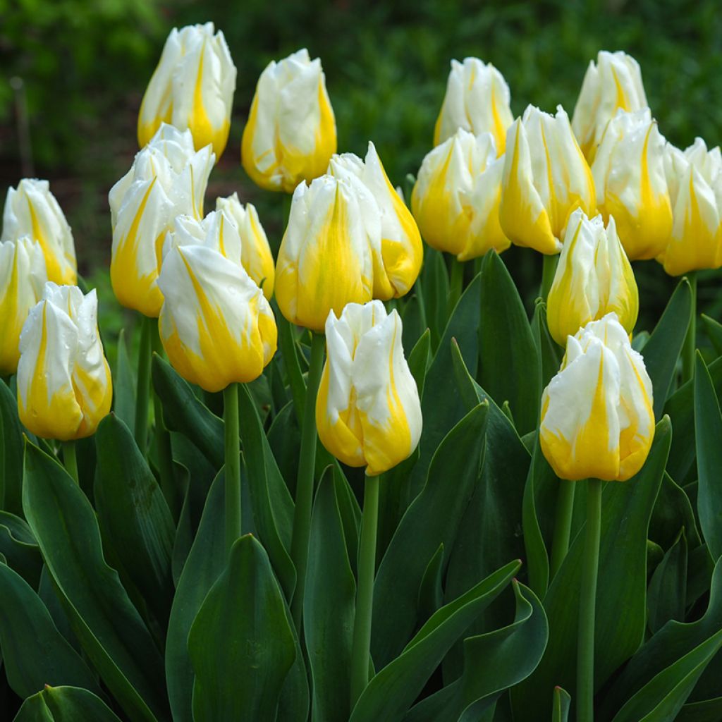Tulipe Triumph Flaming Agrass - Triumphtulp