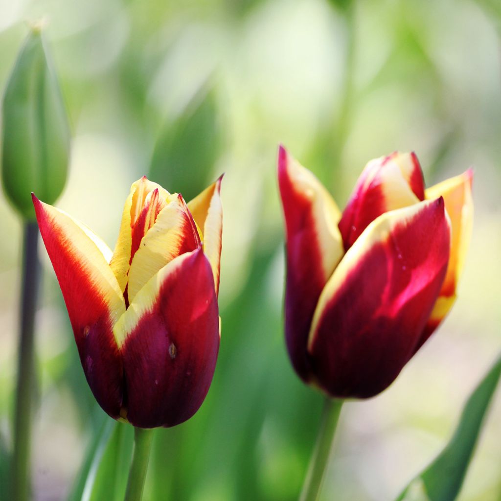 Tulipe Triumph Gavota - Triumphtulp