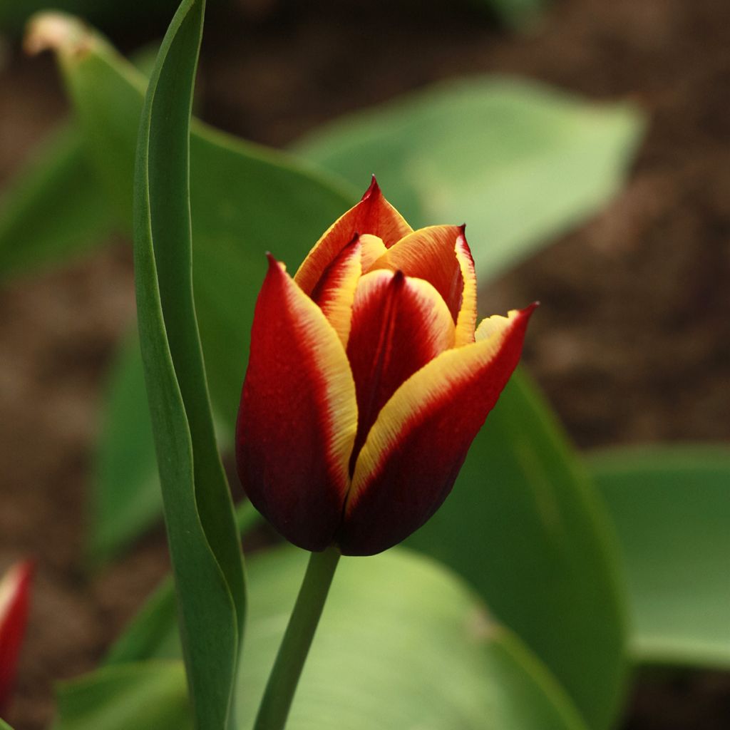 Tulipe Triumph Gavota - Triumphtulp
